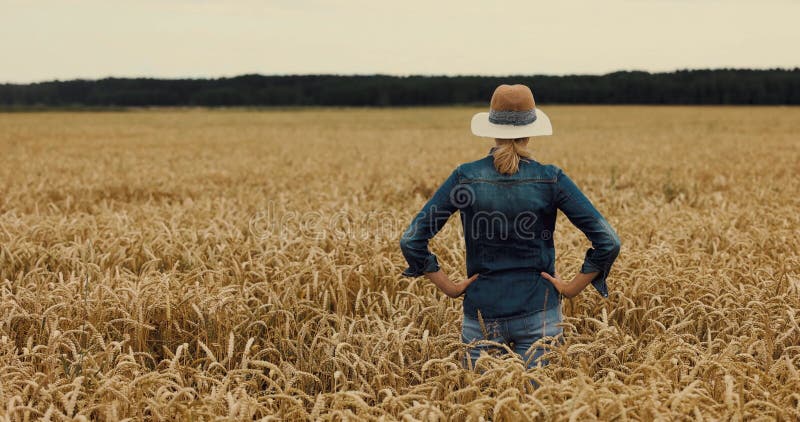 Cría de cereales. granjero de pie y mirando a un campo de cultivos. vista posterior almacen de video