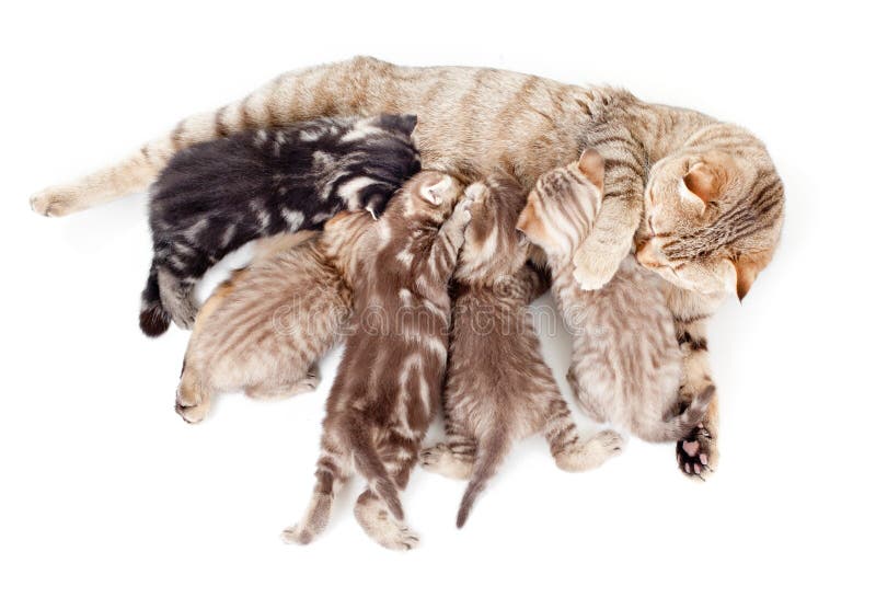 Cría de cinco gatitos que introduce por el gato de la madre imagen de archivo Cría de cinco gatitos que introduce por el gato de la madre imagen de archivo