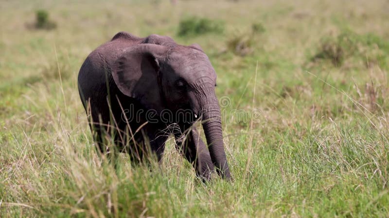 Cría de elefante bebé pastoreando solo a cámara lenta