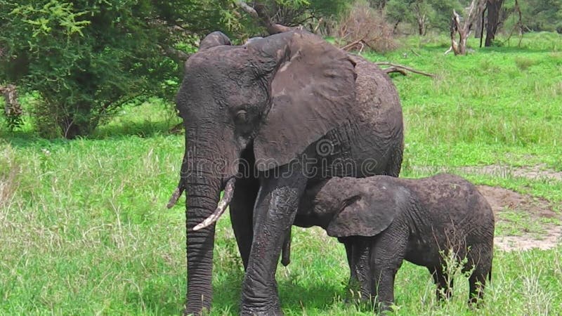 Cría del elefante del bebé