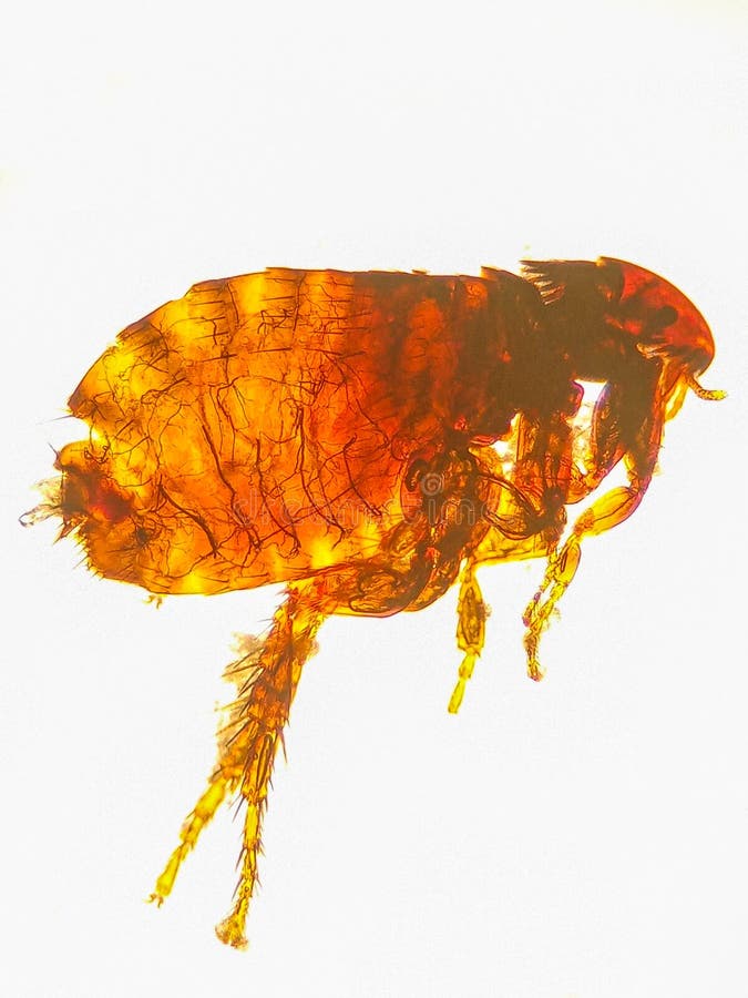 Ctenocephalides Felis Under the Microscope, Cat Flea Stock Image