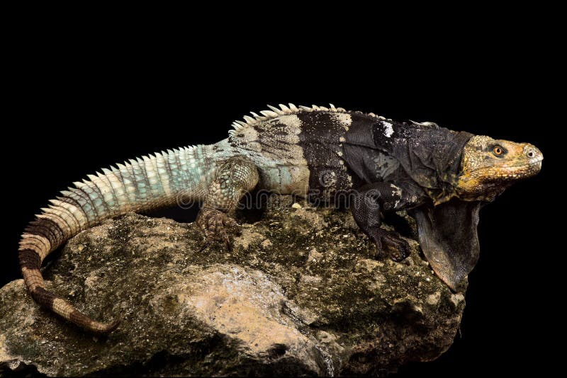 6,618 Iguana Negra Fotos de stock - Fotos libres de regalías de Dreamstime