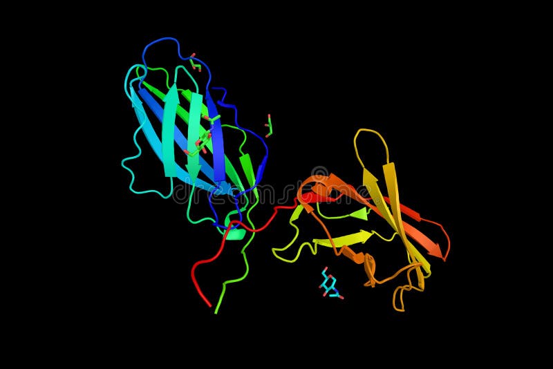 CTLA4 or CTLA-4 (3d structure), a protein receptor that, functioning as an immune checkpoint, downregulates immune responses. CTLA4 or CTLA-4 (3d structure), a protein receptor that, functioning as an immune checkpoint, downregulates immune responses.