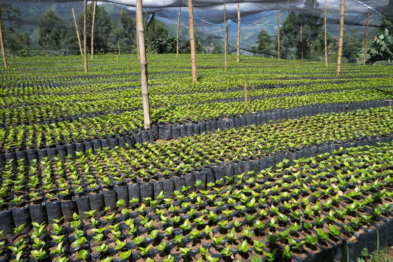 Cuarto de niños de la planta del café fotografía de archivo libre de regalías Cuarto de niños de la planta del café fotografía de archivo libre de regalías