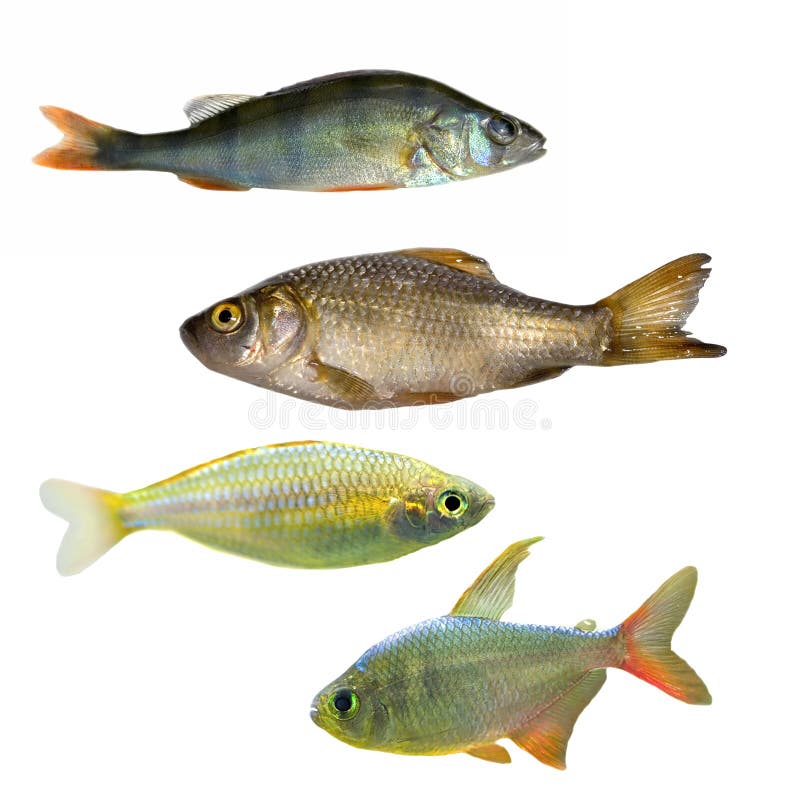 Cuatro diversos pescados imagen de archivo Cuatro diversos pescados imagen de archivo