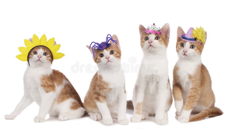 Cuatro gatos divertidos con los sombreros del carnaval fotos de archivo Cuatro gatos divertidos con los sombreros del carnaval fotos de archivo