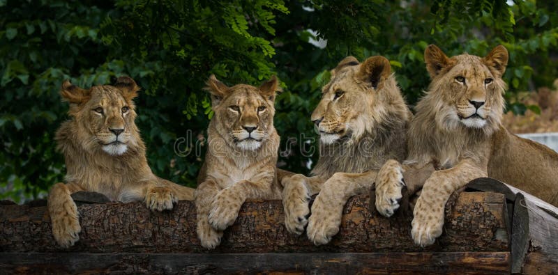 Cuatro leones jovenes imagen de archivo. Imagen de leones - 119305463