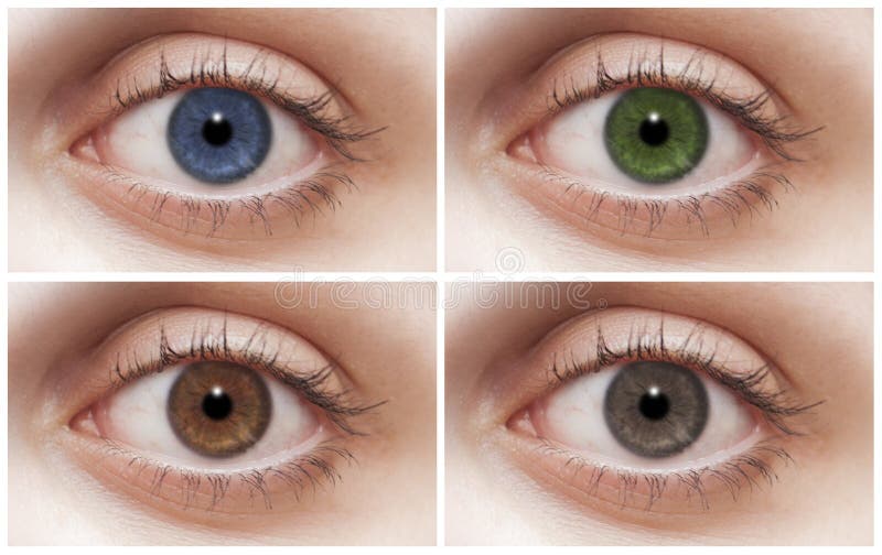 Cuatro ojos fotografía de archivo Cuatro ojos fotografía de archivo