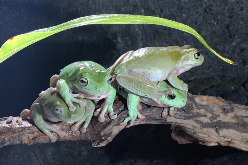 Cuatro ranas de árbol dumpy descansando en los arbustos. fotos de archivo libres de regalías