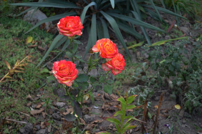 Cuatro rosas rojas claras en el jardín de flores foto de archivo libre de regalías Cuatro rosas rojas claras en el jardín de flores foto de archivo libre de regalías