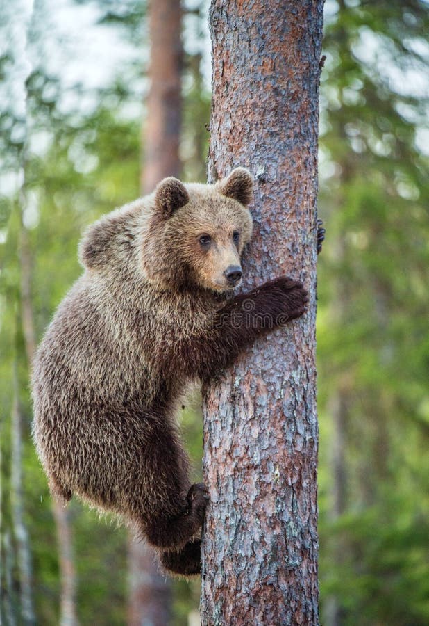 Cub of Brown bear climb on the tree.The bear cub climbing on the tree. Ursus Arctos Arctos Brown Bear. Cub of Brown bear climb on the tree.The bear cub climbing on the tree. Ursus Arctos Arctos Brown Bear.