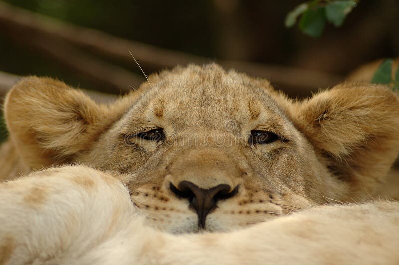 Cub di leone immagine stock Cub di leone immagine stock