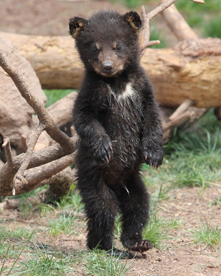 Three Month Old Black Bear Cub Standing upright. Three Month Old Black Bear Cub Standing upright