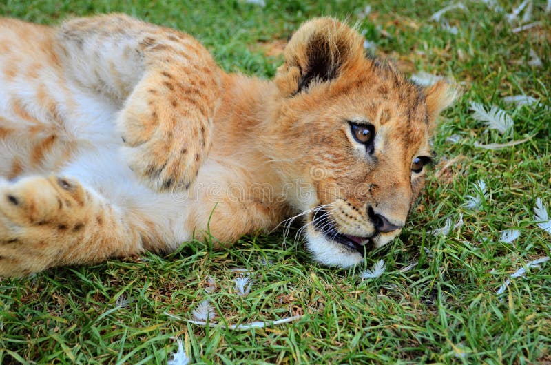 An image of a lion cub