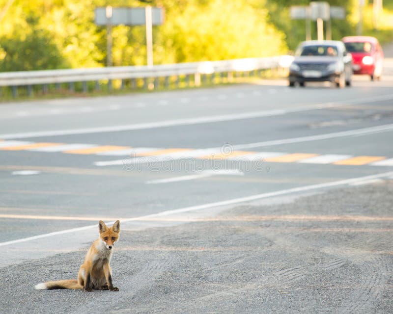 Cub αλεπούδων στην άκρη του δρόμου Καθμένος τρόφιμα αναμονής στοκ φωτογραφία με δικαίωμα ελεύθερης χρήσης