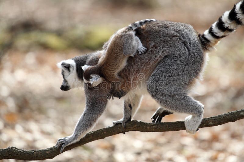 Details of a ring-tailed lemur with a cub. Details of a ring-tailed lemur with a cub