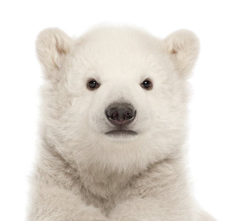 Cub πολικών αρκουδών, maritimus Ursus, 3 μηνών, ενάντια στη λευκιά ΤΣΕ στοκ εικόνα με δικαίωμα ελεύθερης χρήσης Cub πολικών αρκουδών, maritimus Ursus, 3 μηνών, ενάντια στη λευκιά ΤΣΕ στοκ εικόνα με δικαίωμα ελεύθερης χρήσης