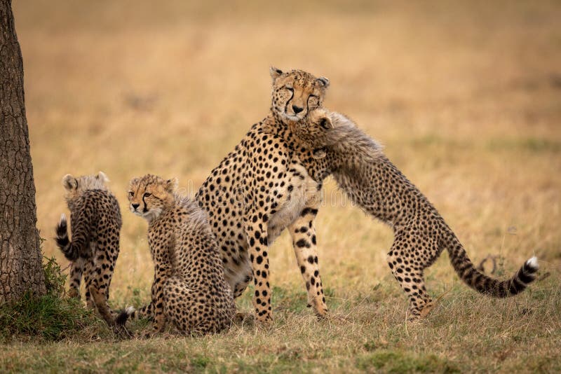 Cub σπρώχνει με τη μουσούδα το τσιτάχ στη χλόη εκτός από τους αμφιθαλείς στοκ εικόνες Cub σπρώχνει με τη μουσούδα το τσιτάχ στη χλόη εκτός από τους αμφιθαλείς στοκ εικόνες