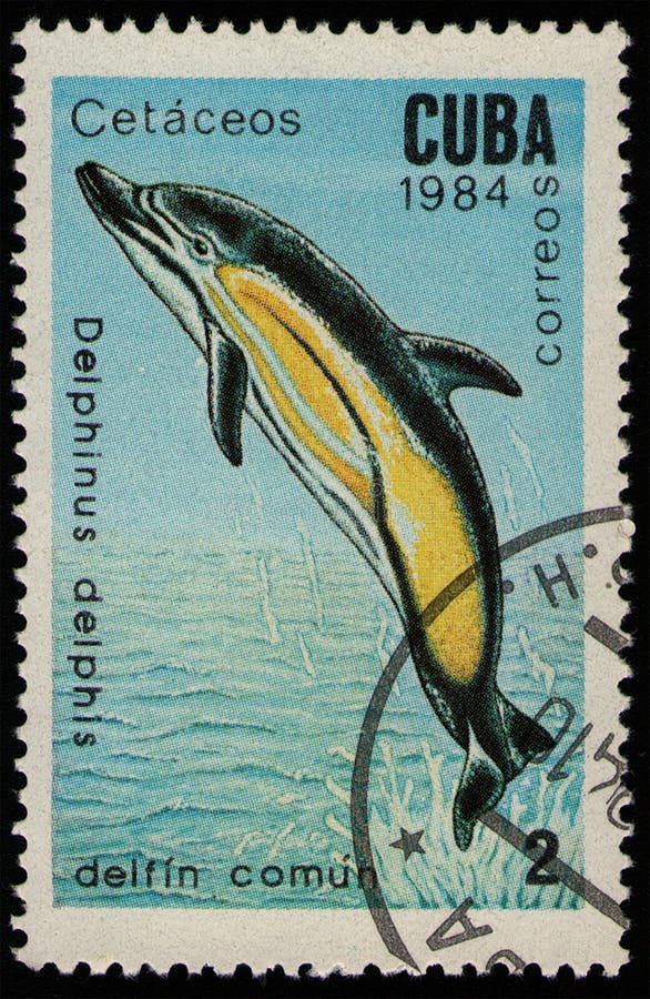 CUBA - CIRCA 1984: stamp 2 Cuban centavos printed by Republic of Cuba, shows Short-beaked Common Dolphin Delphinus delphis, fauna, circa 1984. CUBA - CIRCA 1984: stamp 2 Cuban centavos printed by Republic of Cuba, shows Short-beaked Common Dolphin Delphinus delphis, fauna, circa 1984