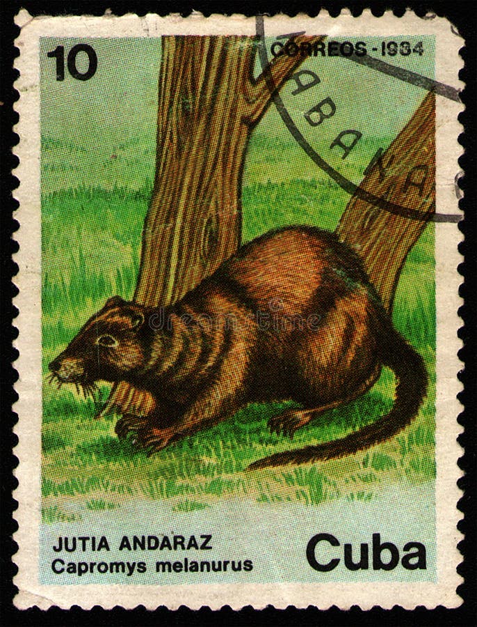 CUBA - CIRCA 1984: stamp 10 Cuban centavos printed by Republic of Cuba, shows Black-tailed Hutia Capromys melanurus, short-footed Luzon tree rat or greater dwarf cloud rat, fauna, circa 1984. CUBA - CIRCA 1984: stamp 10 Cuban centavos printed by Republic of Cuba, shows Black-tailed Hutia Capromys melanurus, short-footed Luzon tree rat or greater dwarf cloud rat, fauna, circa 1984