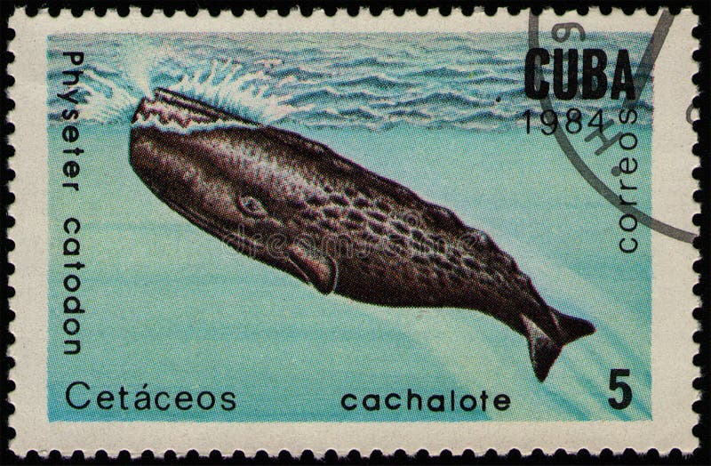 CUBA - CIRCA 1984: stamp 5 Cuban centavos printed by Republic of Cuba, shows Sperm Whale / cachalot Physeter macrocephalus, fauna, circa 1984. CUBA - CIRCA 1984: stamp 5 Cuban centavos printed by Republic of Cuba, shows Sperm Whale / cachalot Physeter macrocephalus, fauna, circa 1984
