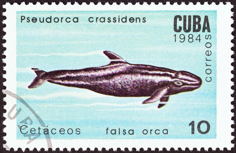 CUBA - CIRCA 1984: A stamp printed in Cuba from the `Whales and Dolphins ` issue shows False killer whale, circa 1984. CUBA - CIRCA 1984: A stamp printed in Cuba from the `Whales and Dolphins ` issue shows False killer whale, circa 1984.