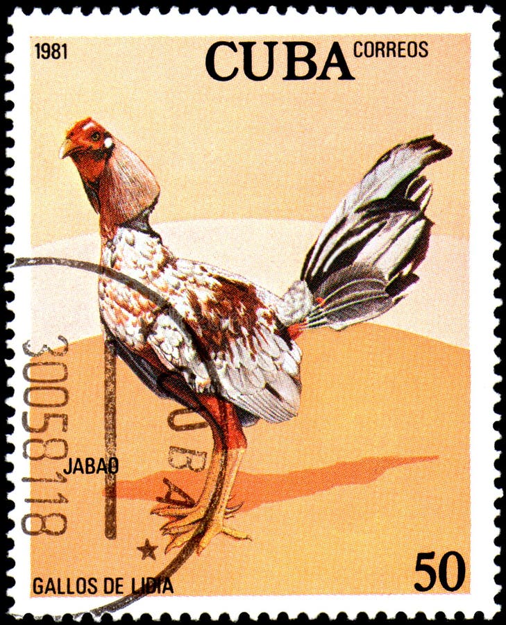 CUBA - CIRCA 1981: Un bollo stampato da Cuba mostra il gallo Jabao fotografia stock libera da diritti CUBA - CIRCA 1981: Un bollo stampato da Cuba mostra il gallo Jabao fotografia stock libera da diritti