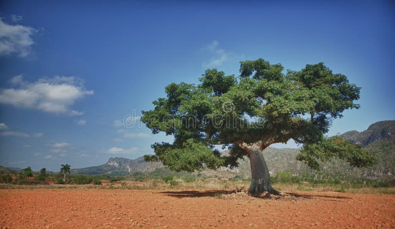 cuba doliny vinales zdjęcie stock cuba doliny vinales zdjęcie stock