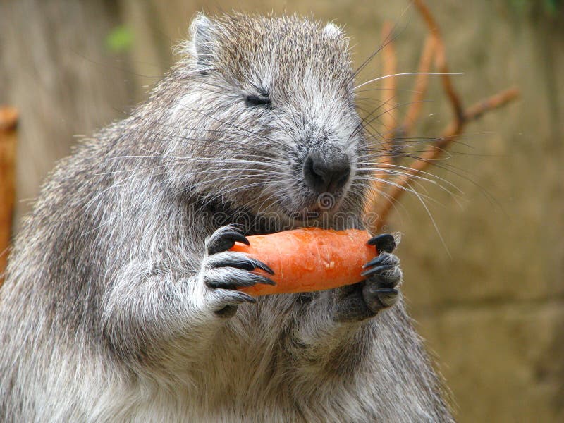 Cuban Hutia is the largest endemic land mammal of Cuba. The rodent lives in the forests and rocky areas. Cuban Hutia is the largest endemic land mammal of Cuba. The rodent lives in the forests and rocky areas.