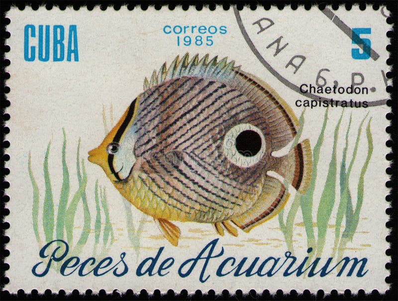 CUBA - CIRCA 1985: postal stamp 5 Cuban centavos printed by Republic of Cuba, shows fish Foureye Butterflyfish (Chaetodon capistratus), fish tank fauna, circa 1985. CUBA - CIRCA 1985: postal stamp 5 Cuban centavos printed by Republic of Cuba, shows fish Foureye Butterflyfish (Chaetodon capistratus), fish tank fauna, circa 1985