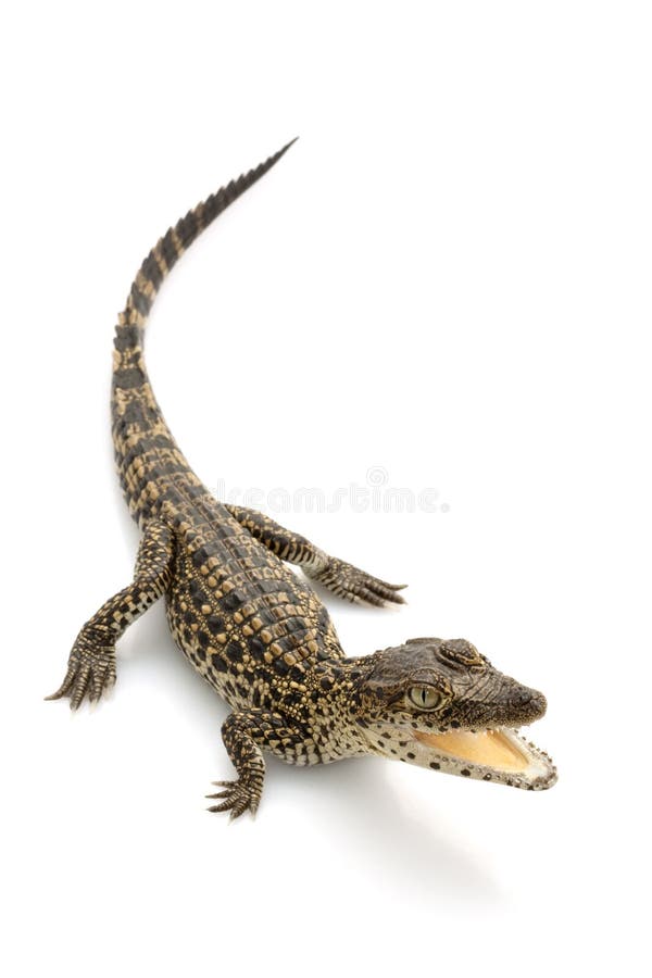 Cuban crocodile (Crocodylus rhombifer) isolated on white background. Cuban crocodile (Crocodylus rhombifer) isolated on white background.