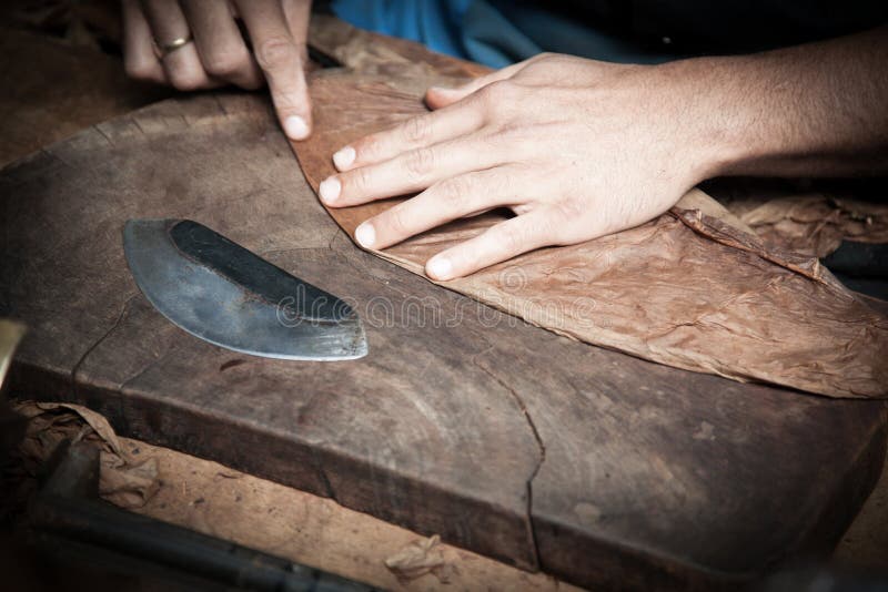 Traditional making of fine cuban cigars. Traditional making of fine cuban cigars