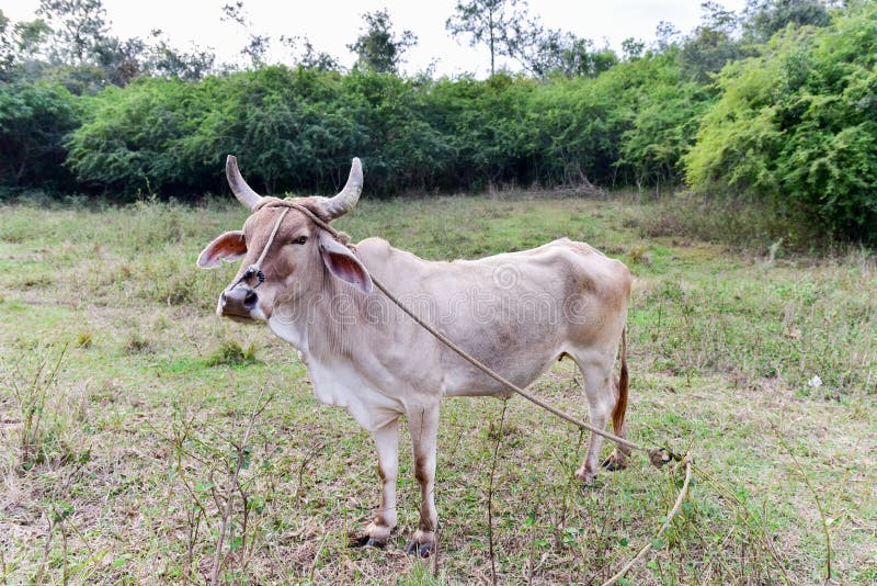 Cuban Cow stock photo. Image of grass, beautiful, view 90467988