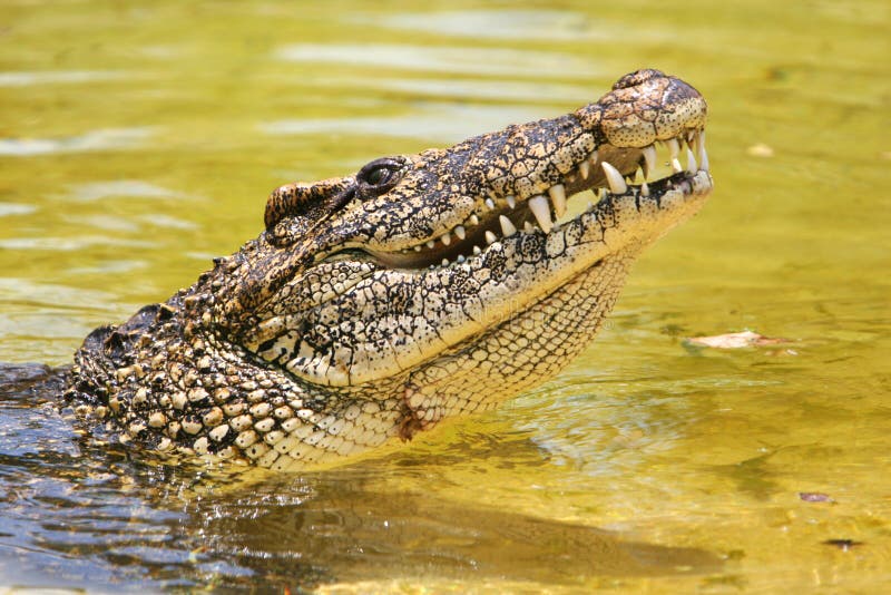 Cuban crocodile