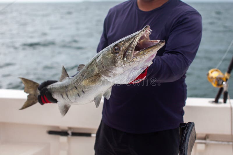 A Cuban Fishing Charter Guide Holds Up a Barracuda Stock Image - Image of  excursions, resort: 197173469