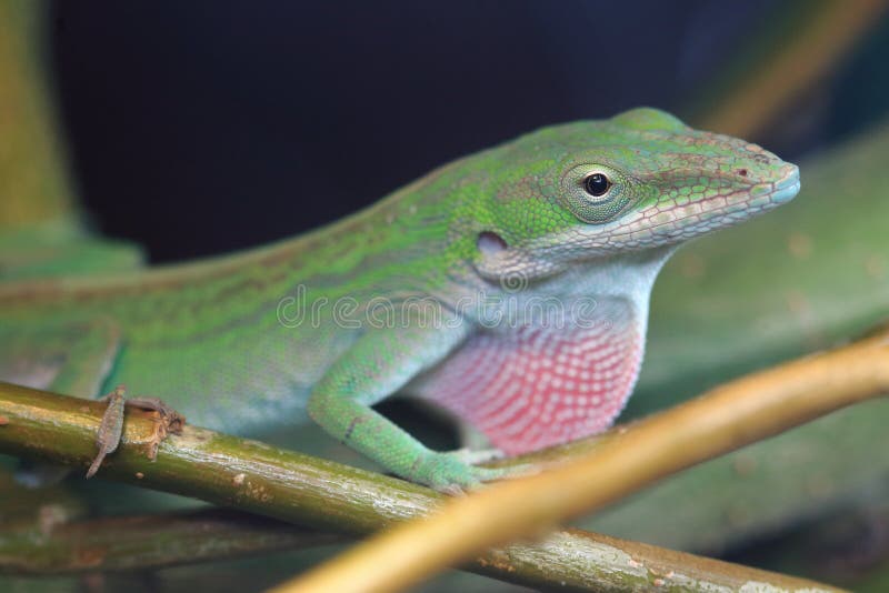 Cuban green anole