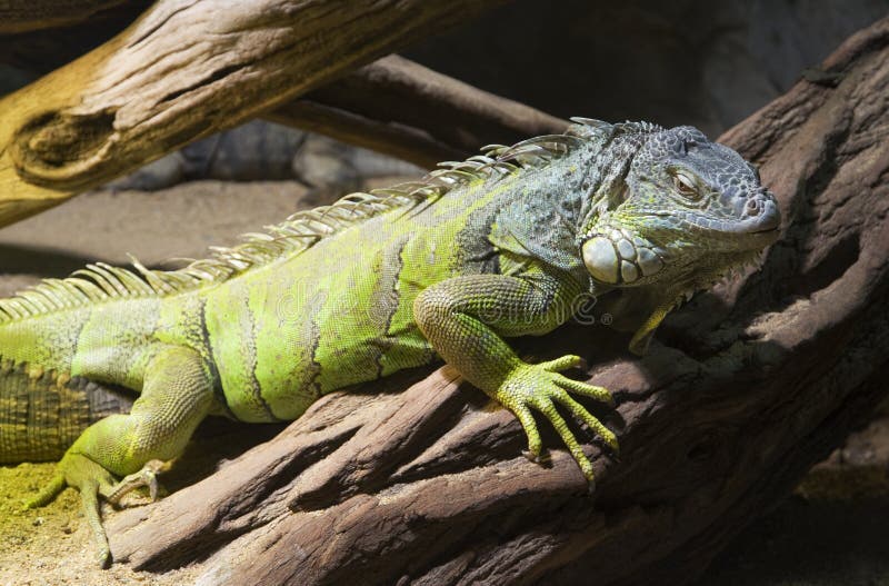 Cuban rock iguana