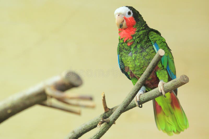 The adult cuban amazon parrot sitting on the perch. The adult cuban amazon parrot sitting on the perch.