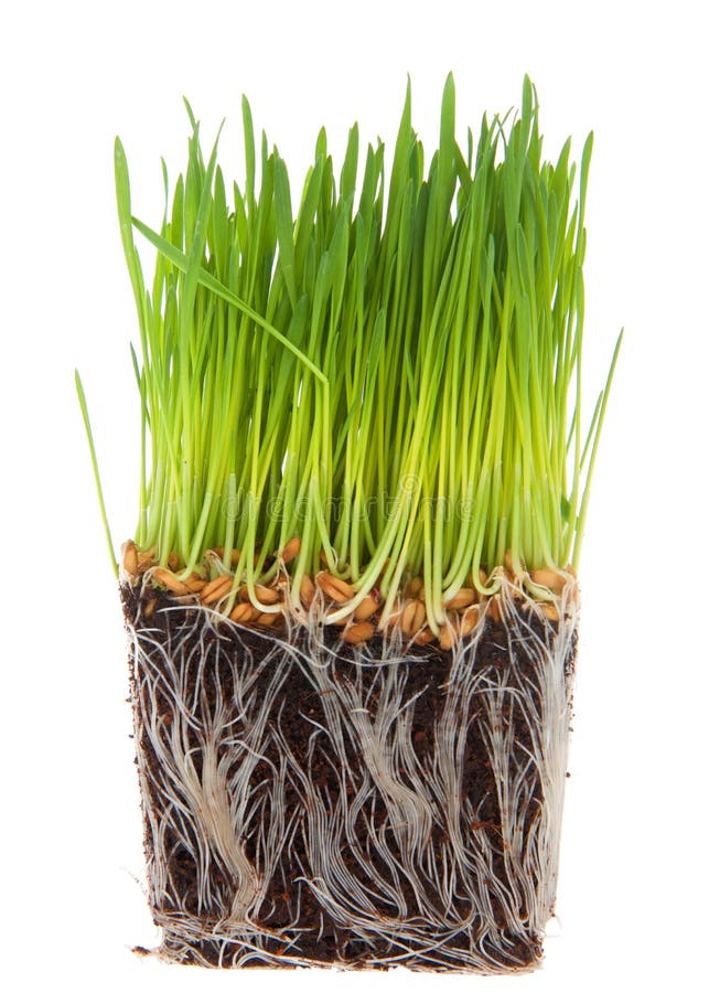 Cube of wheat grass root bound isolated on white