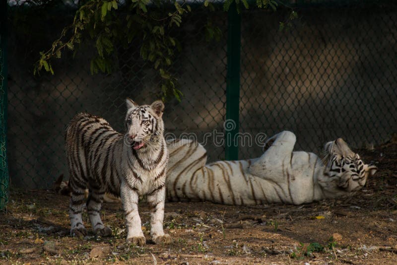 Jogo De Tigre Branco Na Índia Imagem de Stock - Imagem de branco