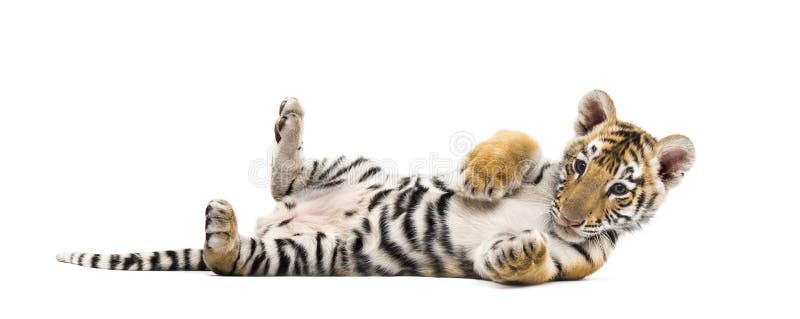 Two months old tiger cub lying against white background isolated on white. Two months old tiger cub lying against white background isolated on white