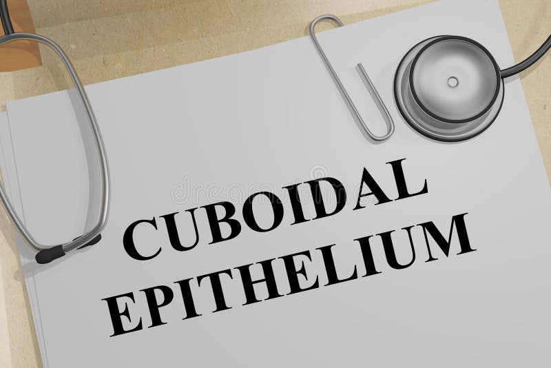 CUBOIDAL EPITELbegrepp royaltyfri illustrationer