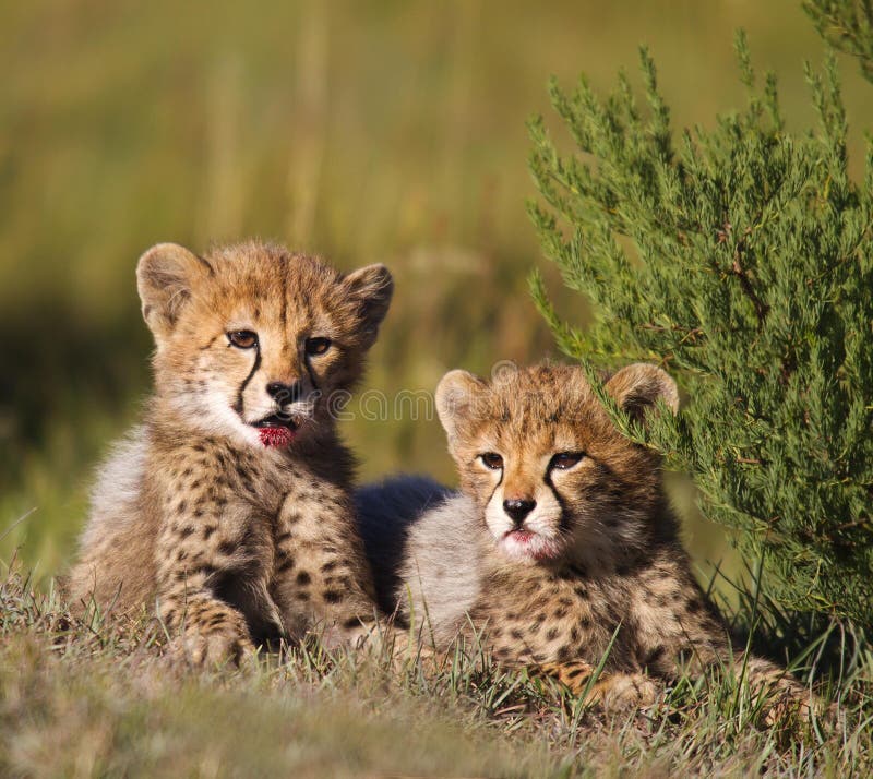 Really Cute Baby Cheetahs