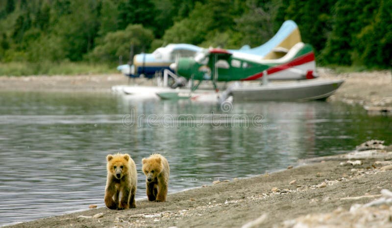 Cubs dell'orso grigio ed aerei del galleggiante
