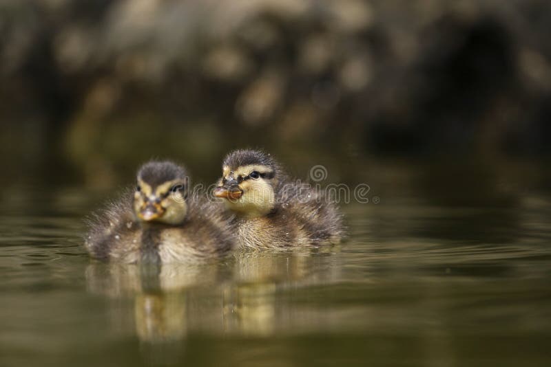 Cubs of wild duck