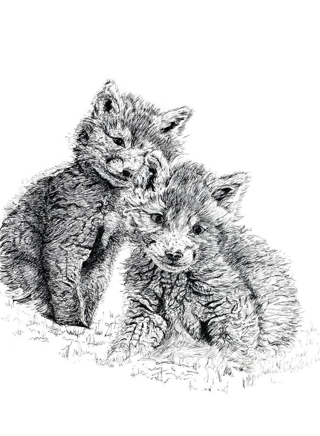 Pen and ink hand drawn illustration of a pair of baby fox cubs against a white background. Illustration by marilyna. Pen and ink hand drawn illustration of a pair of baby fox cubs against a white background. Illustration by marilyna.