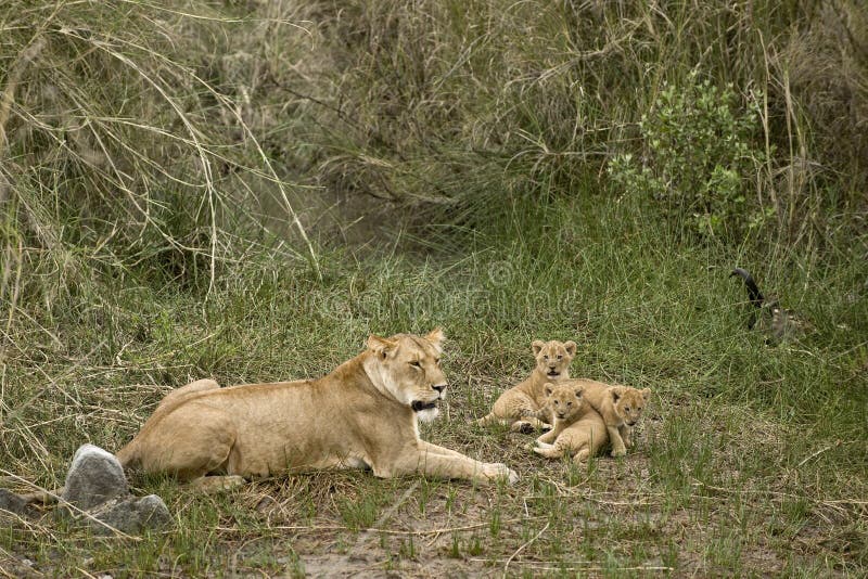 cubs το serengeti Τανζανία λιονταρινώ&nu στοκ φωτογραφία cubs το serengeti Τανζανία λιονταρινώ&nu στοκ φωτογραφία