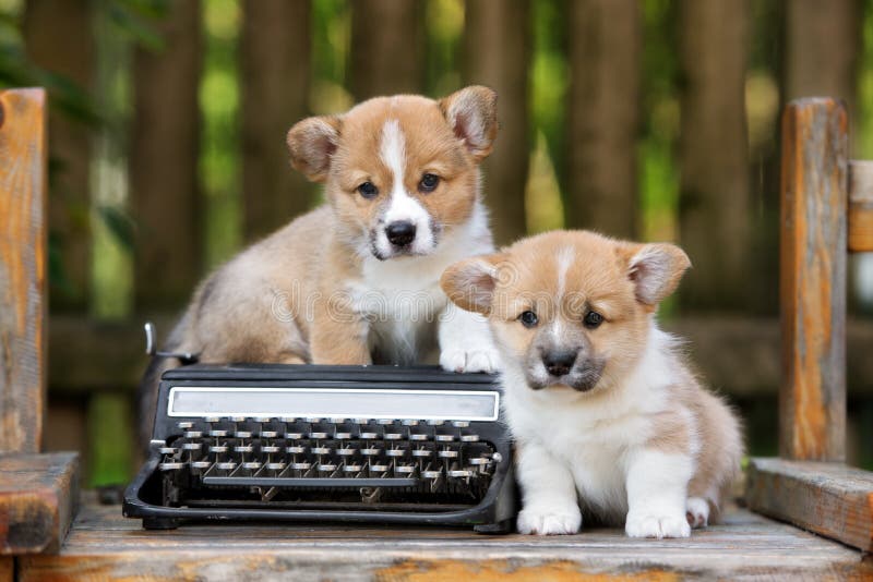 Cuccioli adorabili del corgi di lingua gallese all'aperto fotografia stock Cuccioli adorabili del corgi di lingua gallese all'aperto fotografia stock