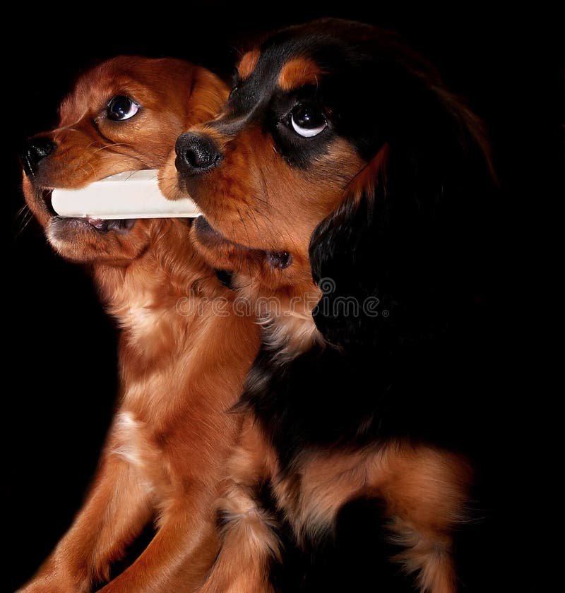 Cuccioli con un osso Cuccioli con un osso