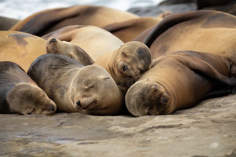 Cuccioli del leone marino del bambino che dormono sulle rocce fotografia stock libera da diritti Cuccioli del leone marino del bambino che dormono sulle rocce fotografia stock libera da diritti